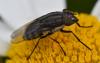 Stomorhina lunata